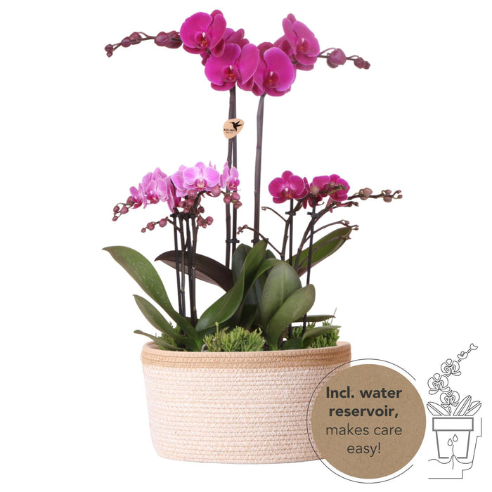 Kolibri Orchids | paarse plantenset in Cotton Basket incl. waterreservoir | drie paarse orchideeën en drie groene planten Rhipsalis | Field Bouquet paars met zelfvoorzienend waterreservoir