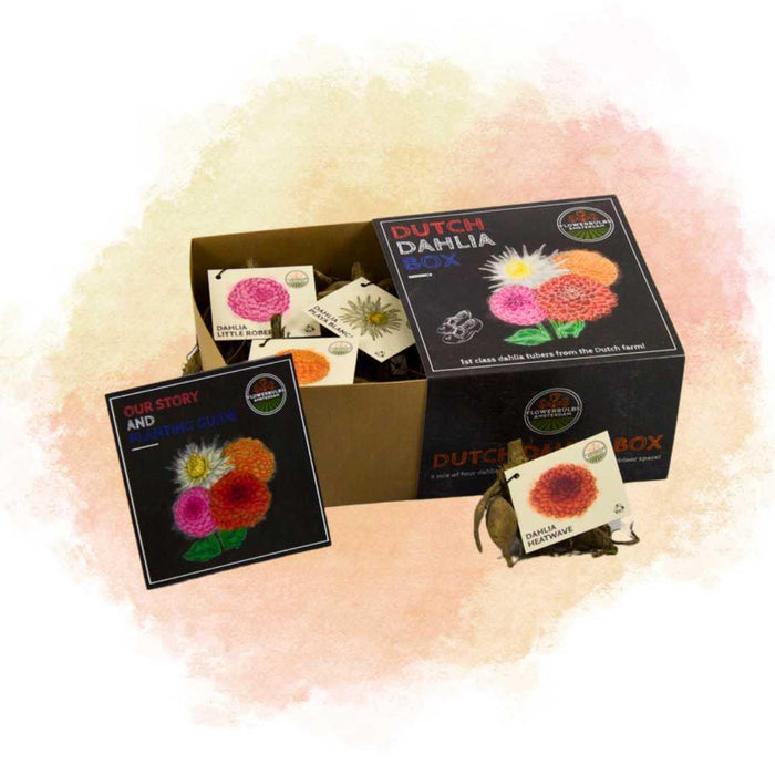 Flowerbulbs Amsterdam - Luxe Box Medium, set van 4 Dutch dahlia's, 2 boxen voor ruim 1m²