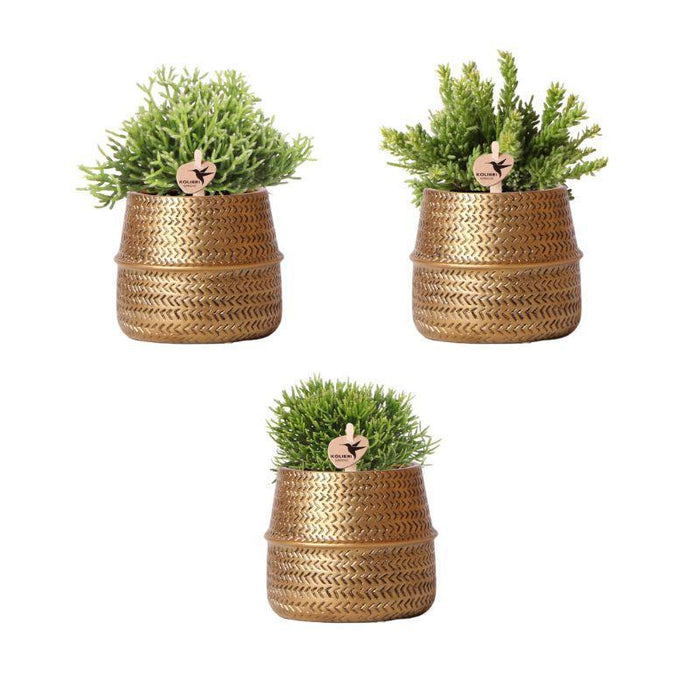 Kolibri Greens | Planten set - met 3 Rhipsalis mix - incl. keramieken sierpotten | potmaat Ø9cm