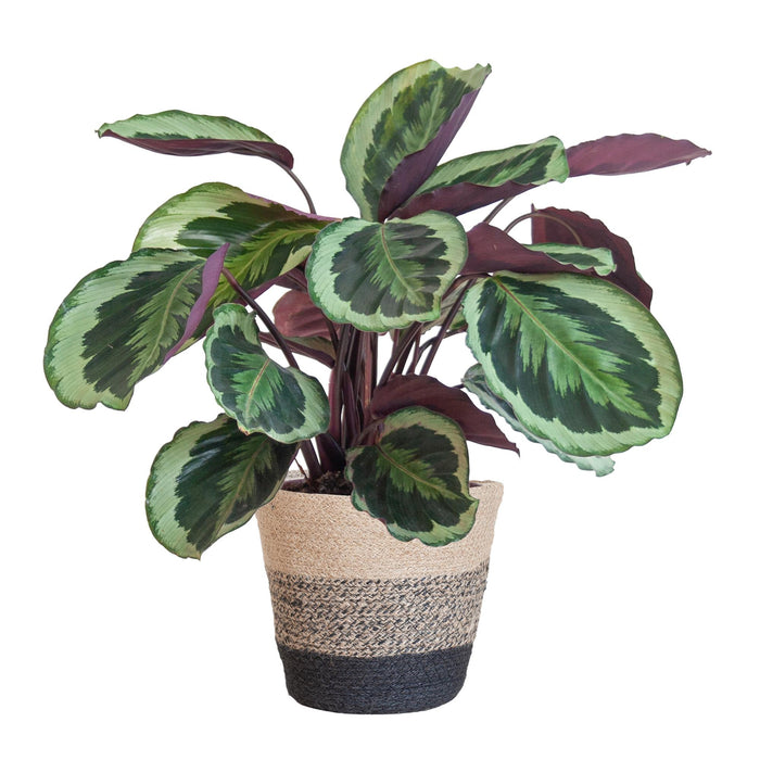 Calathea Medaillon met Lissabon mand zwart - ↕65cm - Ø21cm