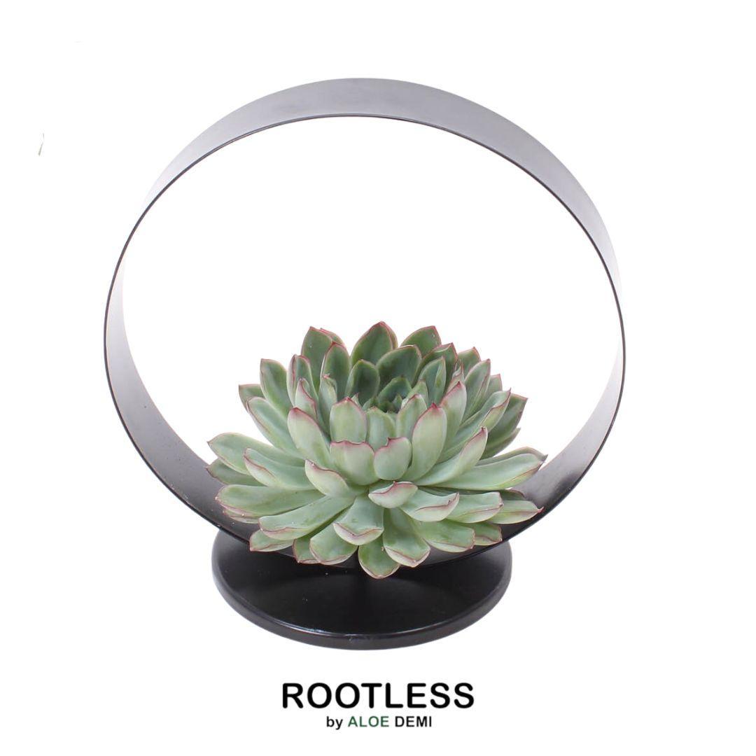 Rootless Vetplanten