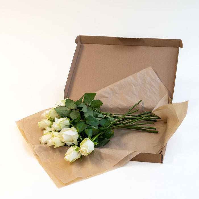 Letterbox Roses White | 35cm length