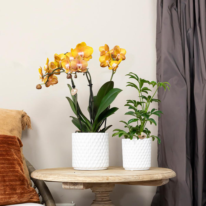 Kolibri Orchids | COMBI DEAL van 4 Phalaenopsis orchideeën - Las Vegas - Ø12cm | bloeiende kamerplant