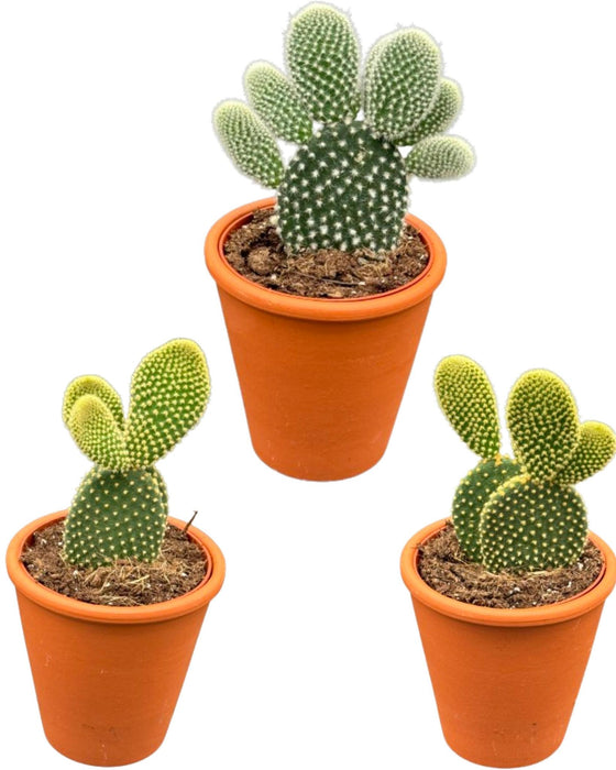 Cactus- opuntia microdasys- 8.5cmØ- ↕️15-20cm hoog- 3 stuks - Terracotta