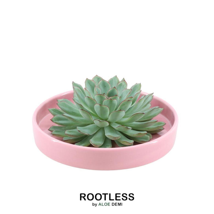 ROOTLESS Succulent Echeveria Pulidonis in schaal 'roze' Ø20 cm - ↕5 cm