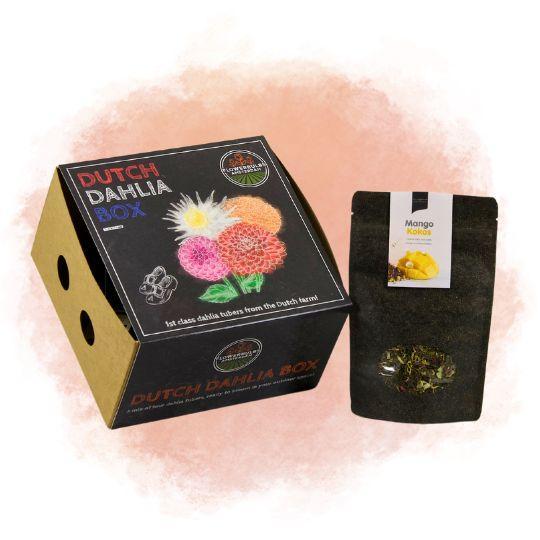 Flowerbulbs Amsterdam - Dutch Dahlia Box M, set van 4 dahlia's + Mango Kokos Thee, geschenk