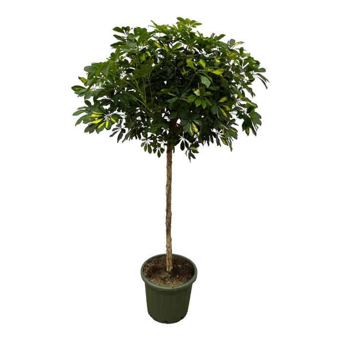 Schefflera Gold Capella stam - ↕180 cm - Ø45cm