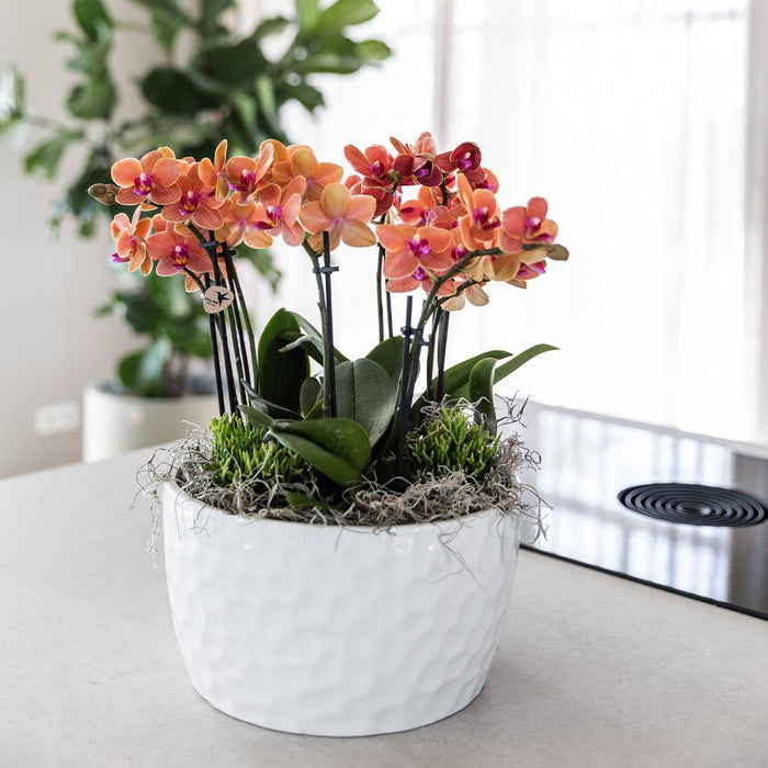 Kolibri Orchids | oranje plantenset in Honey dish incl. waterreservoir | drie oranje orchideeën Bolzano 9cm en drie groene planten Rhipsalis | Jungle Bouquet oranje met zelfvoorzienend waterreservoir