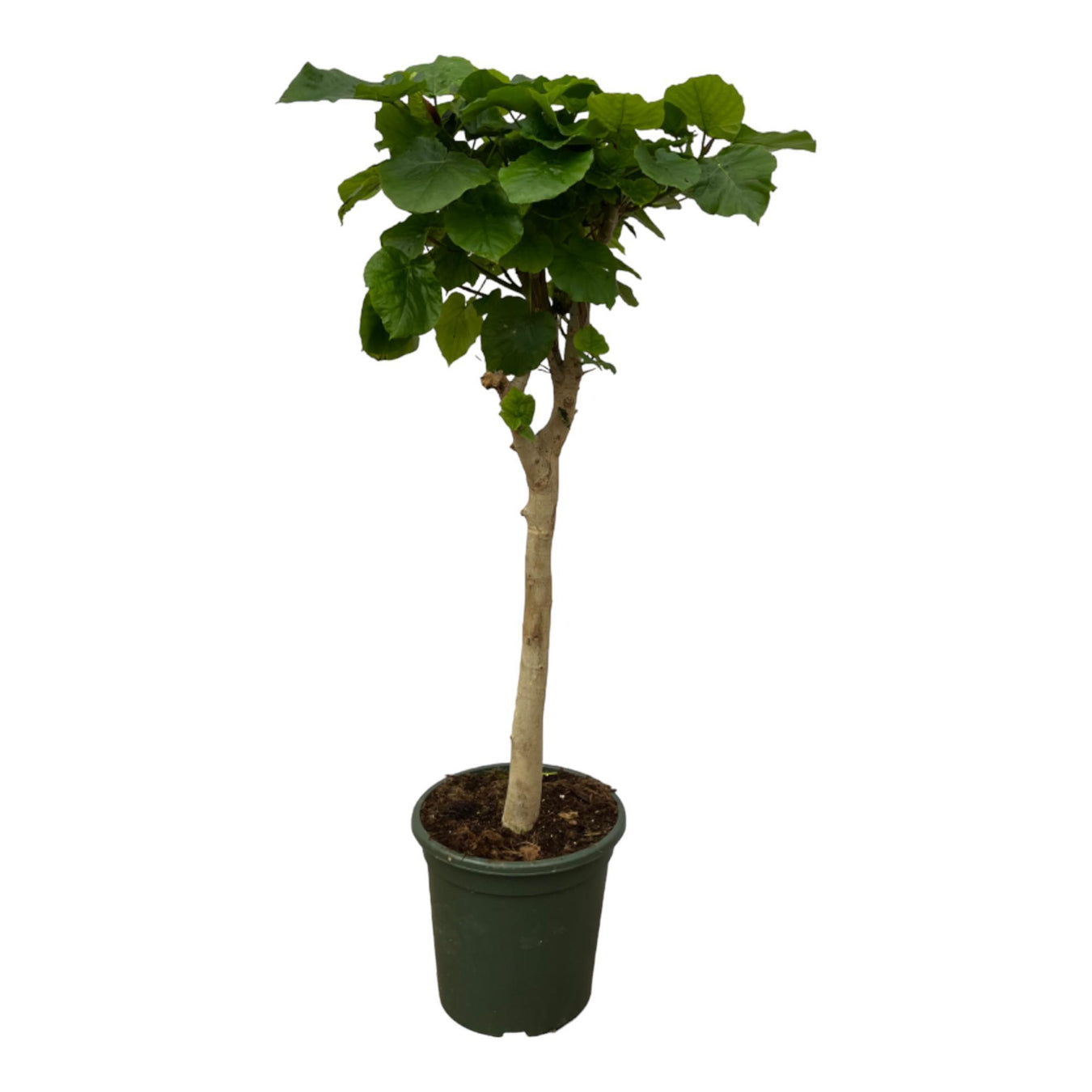 Ficus