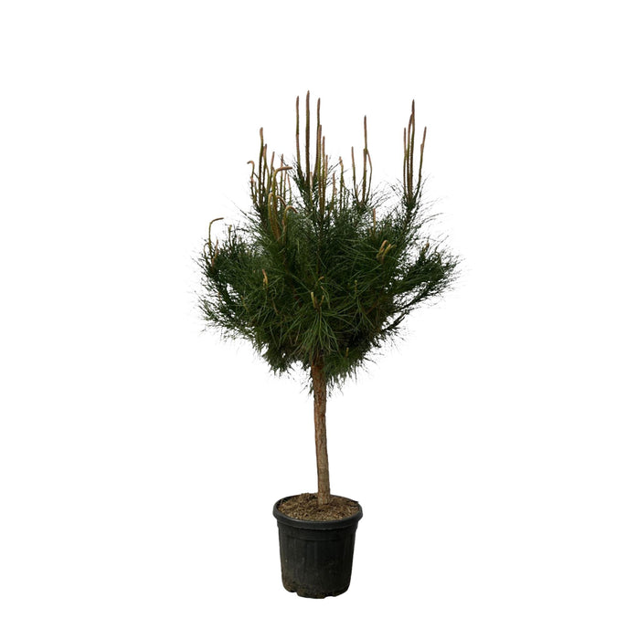 Pinus Pinea - 180 cm - Ø40cm