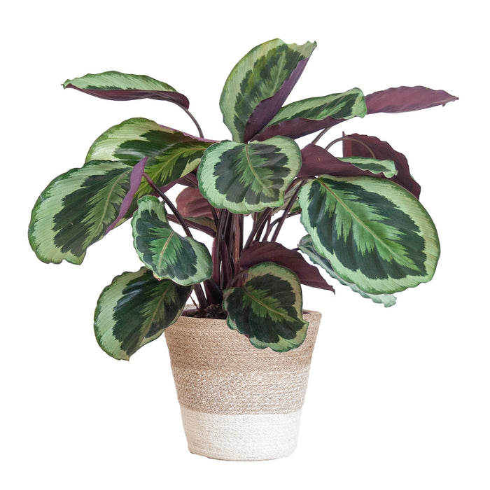 Calathea Medaillon met Lissabon mand wit - ↕65cm - Ø19cm