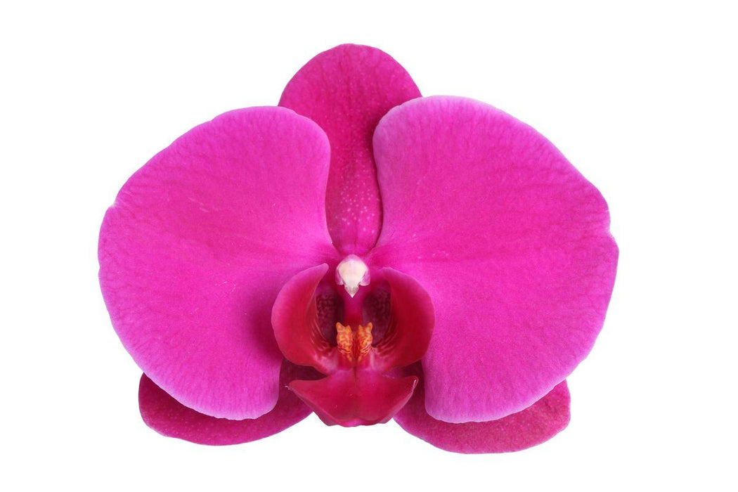 Phalaenopsis Joyride - 3 tak - ↕60cm - Ø12cm