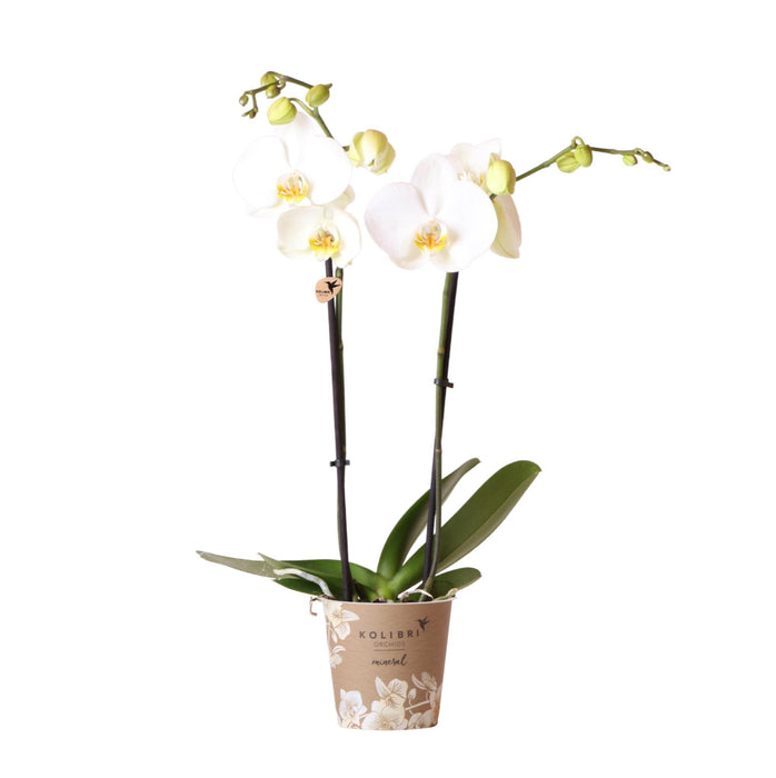 Kolibri Orchids | witte Phalaenopsis orchidee - Dame Blanche - Ø12cm | bloeiende kamerplant