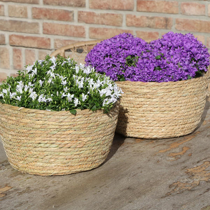 Campanula Addenda Ambella Intense purple - Rieten schaal met Campanula met watergeefsysteem - 3 stuks - Klokjesbloem paars  - potmaat 12cm - binnen & buiten