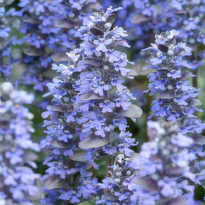 Ajuga reptans 'Burgundy Glow' - ↕25cm - Ø9cm  - 40x