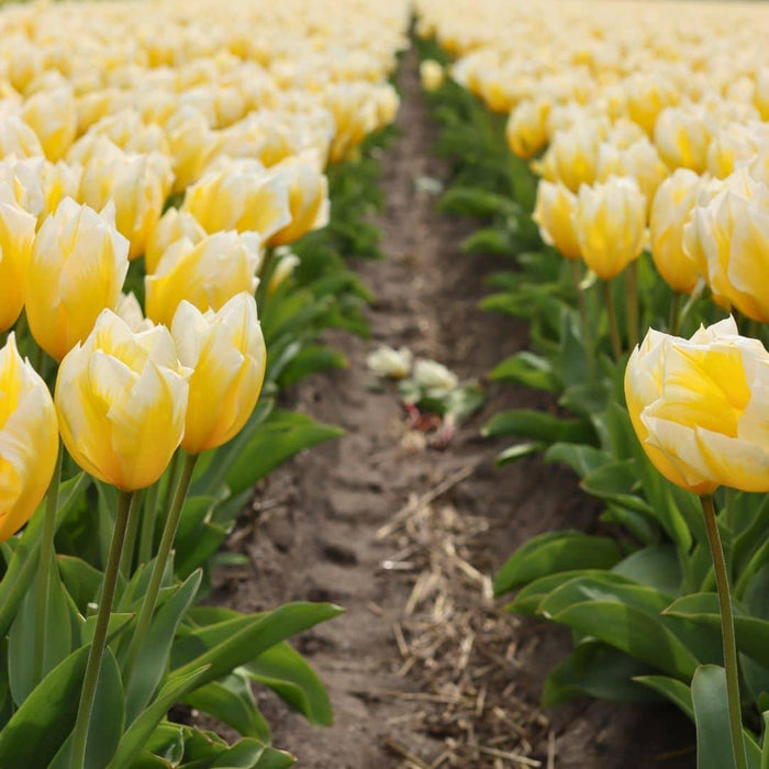 Flowerbulbs Amsterdam - Yellow Splash - 30 bloembollen - Maat 12+