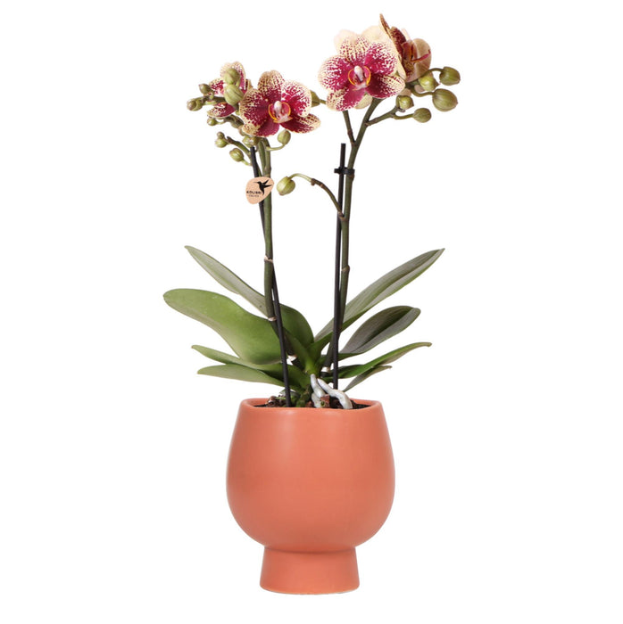 Kolibri Orchids | Geel rode phalaenopsis orchidee - Spain + Scandic sierpot terracotta - potmaat Ø9cm - 45cm hoog | bloeiende kamerplant - vers van de kweker