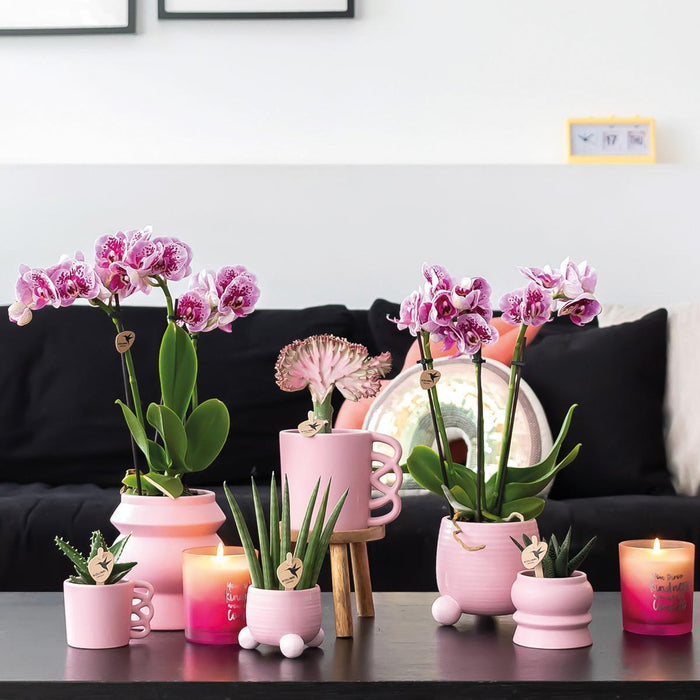 Kolibri Orchids | Roze paarse Phalaenopsis orchidee - El Salvador + Happy Mug sierpot wit- potmaat Ø9cm - 35cm hoog | bloeiende kamerplant - vers van de kweker