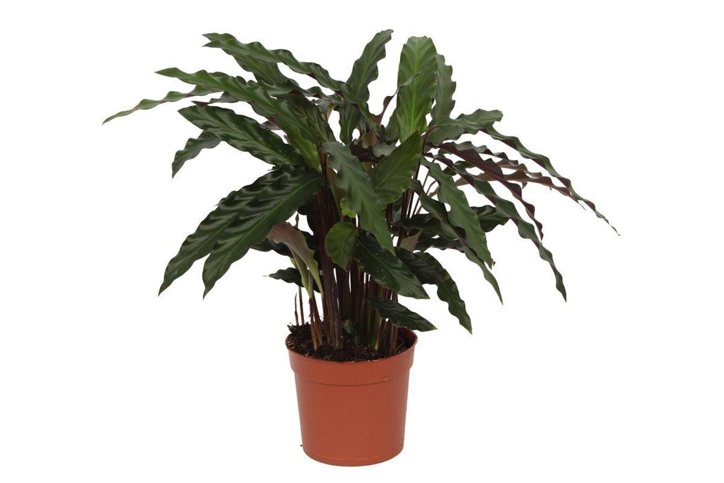 Calathea Elgergrass - ↕40cm - Ø12cm