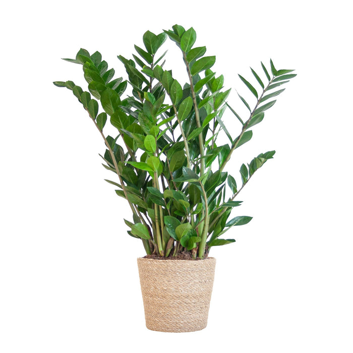 Zamioculcas Zamiifolia met Sofia mand naturel  - 80cm - Ø21