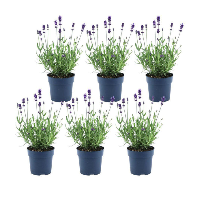 Lavandula angustifolia Felice® - 12 cm pot - Set van 6 Echte Lavendel planten