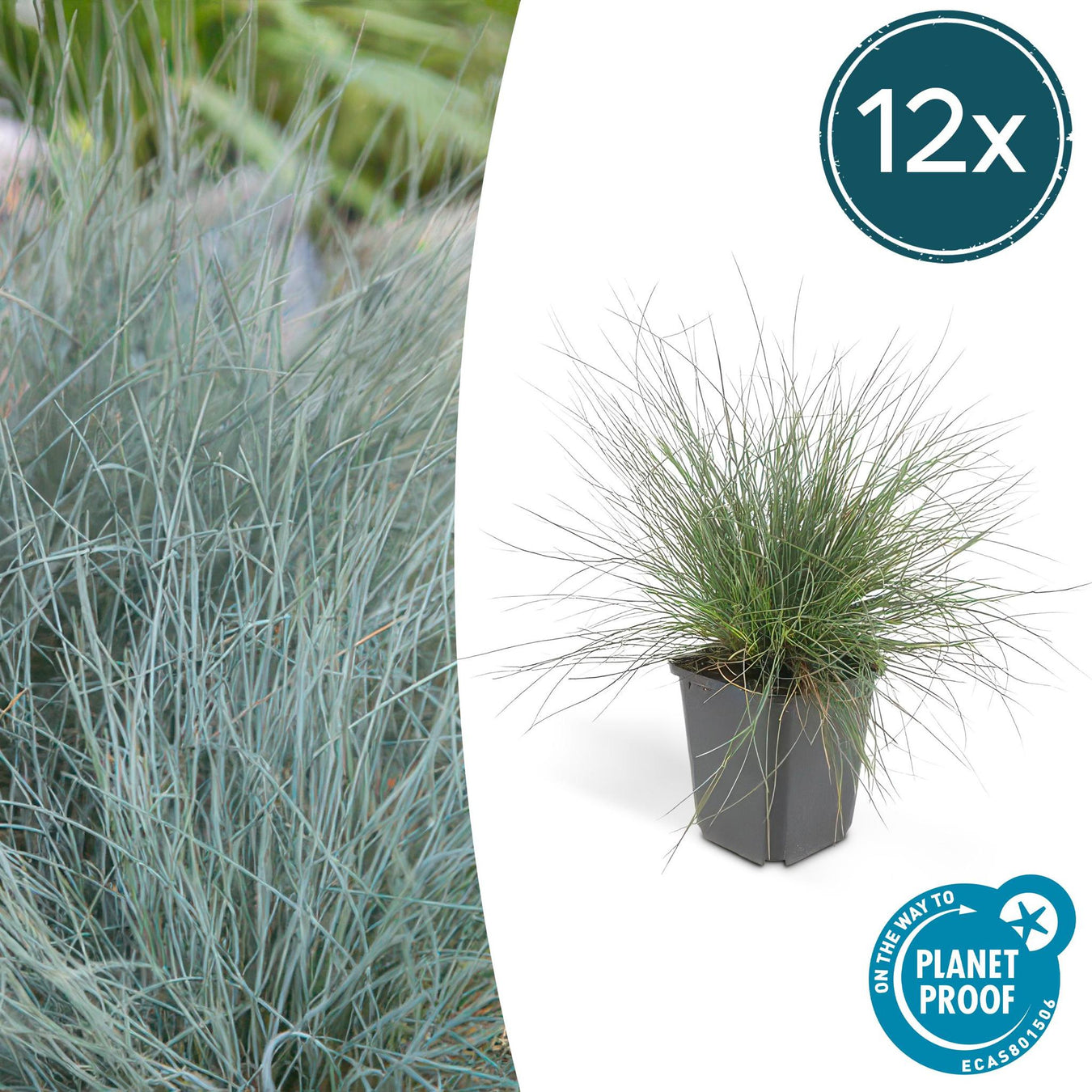 Blauw Schapengras (Festuca Glauca)