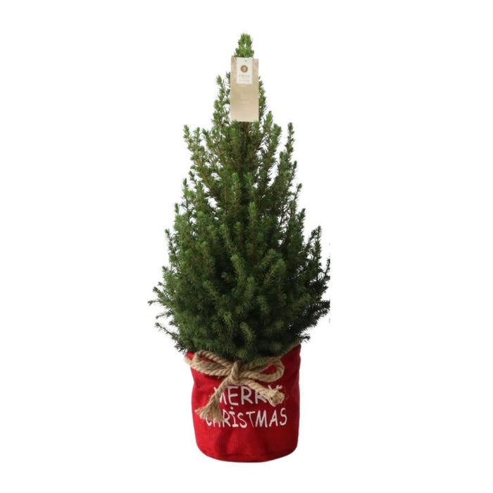 Kleine Kerstboom in Xmas Bag rood - ↕70cm - Picea Glauca Conica - Standalone