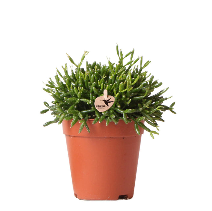 Kolibri Greens | Groene plant - Rhipsalis Baccifera - groene kamerplant - vers van de kweker - Ø9cm