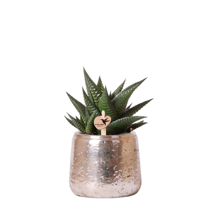 Kolibri Greens | Groene plant - Succulent Haworthia Limifolia in Luxury pot zilver - potmaat Ø9cm - groene kamerplant - vers van de kweker