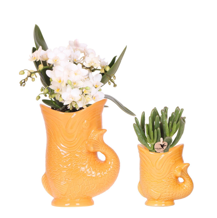 Kolibri Orchids | Set van witte orchidee Nazaré en succulent in Fish sierpot oranje - potmaat Ø9cm & Ø6cm | bloeiende kamerplant - vers van de kweker