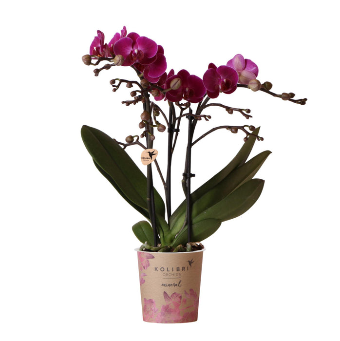 Kolibri Orchids | Paarse phalaenopsis orchidee - Morelia - potmaat Ø9cm | bloeiende kamerplant - vers van de kweker