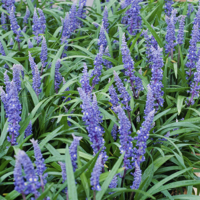 Liriope muscari 'Big Blue' - ↕10-25cm - Ø9cm - 40x