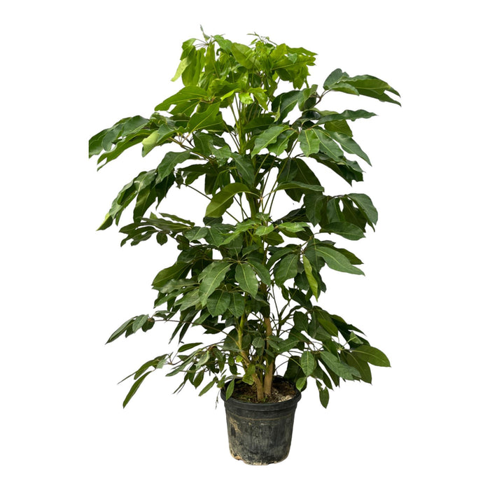 Schefflera Amate - ↕220 cm - Ø48cm