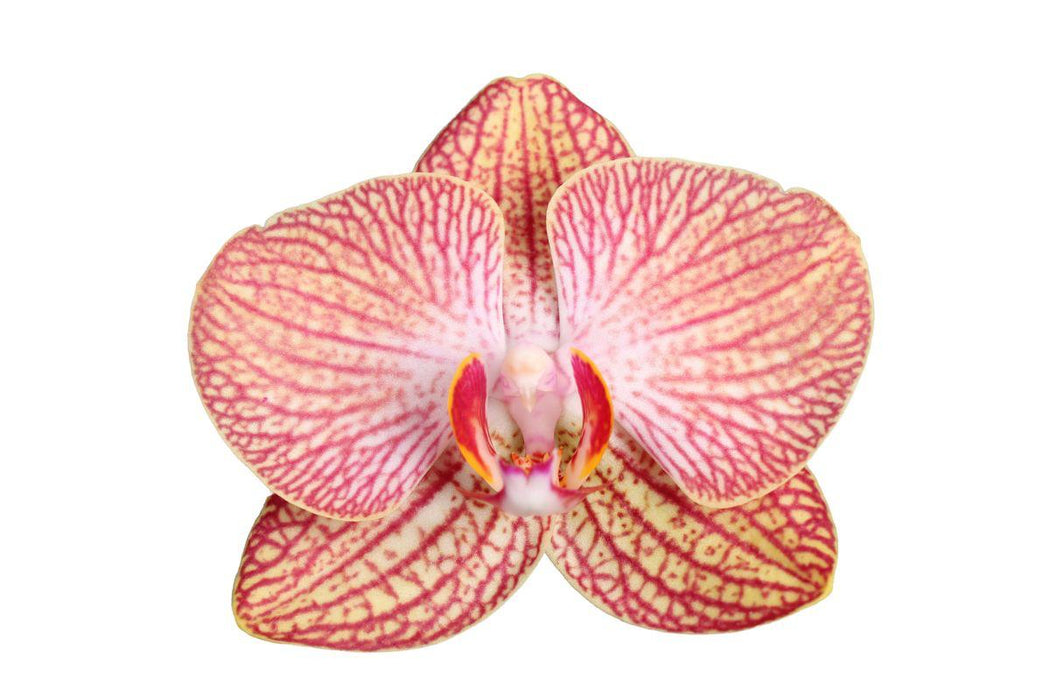 Phalaenopsis Ravello - 3 tak - 60 cm - Ø12cm