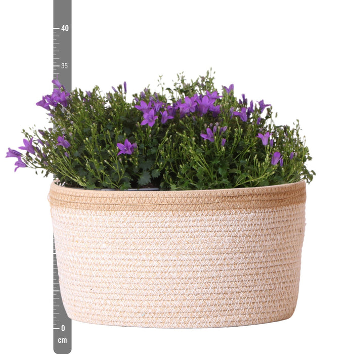 Campanula Addenda Ambella Intense purple - Cotton schaal met Campanula met watergeefsysteem - 3 stuks - Klokjesbloem paars  - potmaat 12cm - binnen & buiten