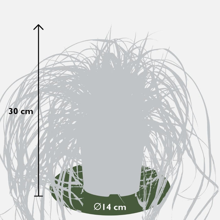 3 x Carex hachijoensis 'Evergold' - Ø 14 cm - ↨ 25 cm
