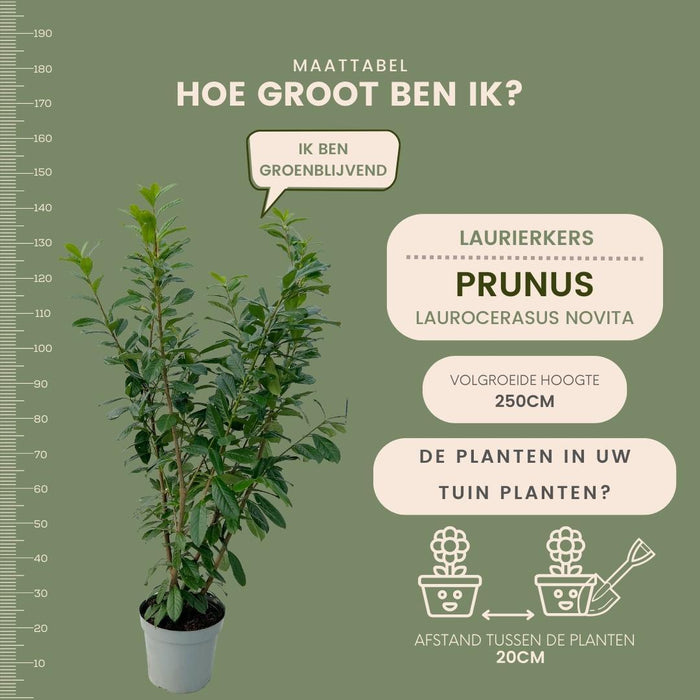 Grote Laurierkers Planten Novita voor 10 strekkende meter haag |  - 15L - 20x | ↨ 125-150 cm