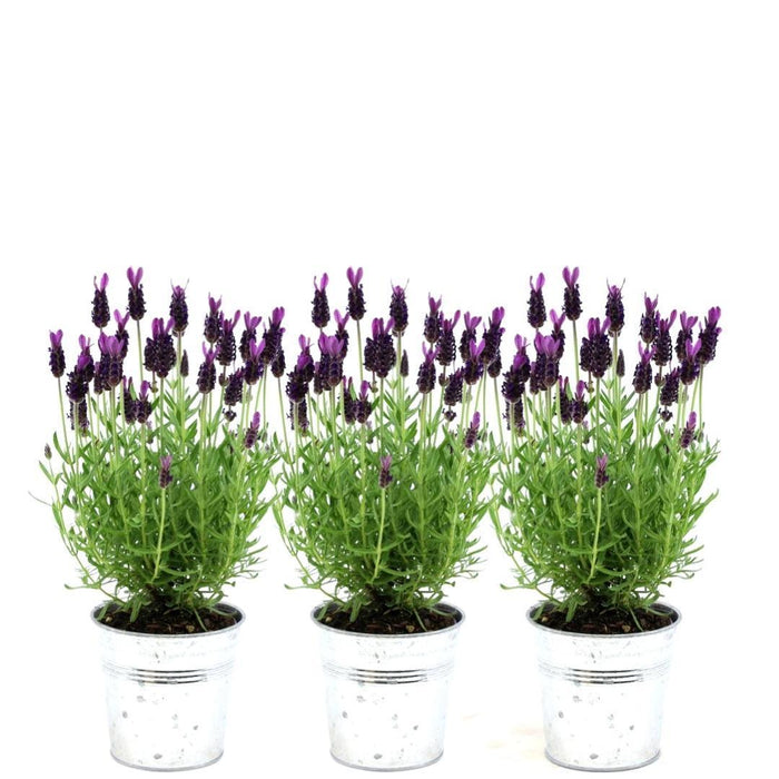 Lavandula stoechas Anouk®  in 'Old Look' sierpot - 13 cm pot - set van 3 Franse Lavendels in Sierpot