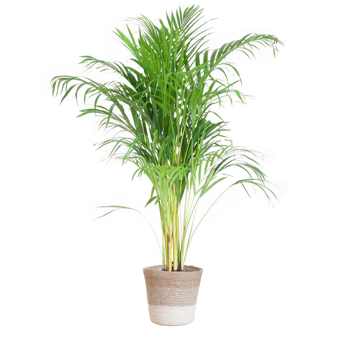 Areca Palm (Dypsis) met Lissabon mand wit - ↕100cm - Ø21cm