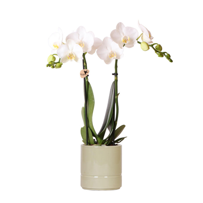 Kolibri Orchids | witte Phalaenopsis orchidee - Amabilis + Pastel pot green- potmaat Ø9cm | bloeiende kamerplant - vers van de kweker