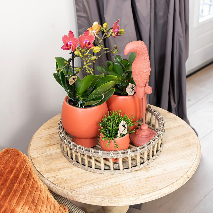 Kolibri Home | Complete Planten set Scandic terracotta op plate willow | Groene planten set met oranje Phalaenopsis Orchidee en Succulenten incl. keramieken sierpotten