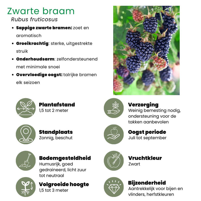 "Vruchten feestje" BIO Fruitplanten mix set van 3 verschillende soorten