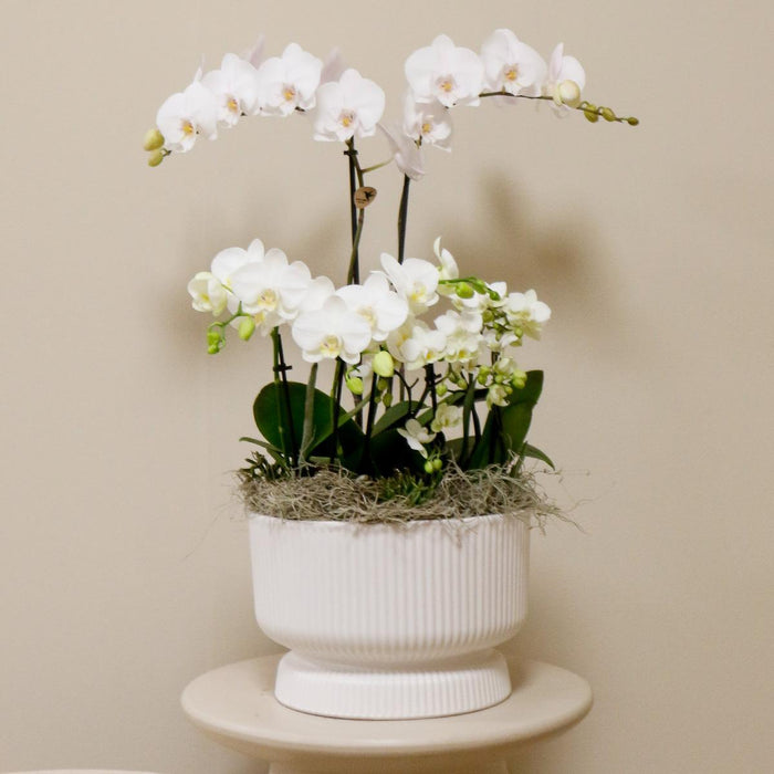 Kolibri Orchids | witte plantenset in Diabolo white dish incl. waterreservoir | drie witte orchideeën en drie groene planten Rhipsalis | Field Bouquet wit met zelfvoorzienend waterreservoir