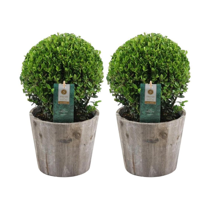 2x Ilex crenata 'Jenny' bol in houten pot | set van 2 stuks | Ø20cm