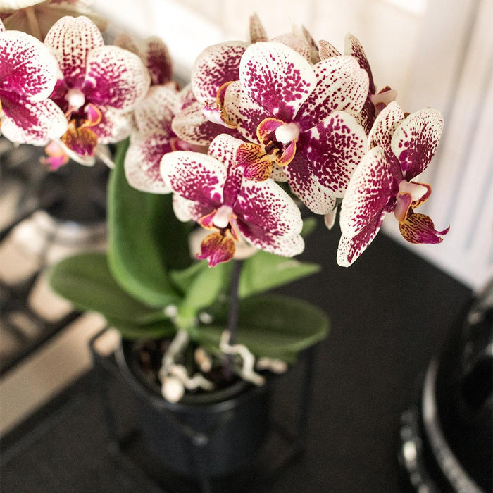 Kolibri Orchids | COMBI DEAL van 2 geel rode phalaenopsis orchideeën - Spain - potmaat Ø9cm | bloeiende kamerplant - vers van de kweker