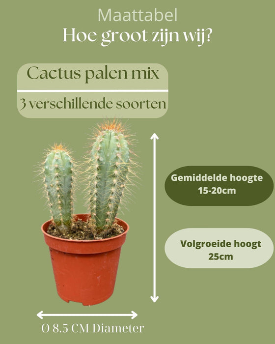 Cactus Palen Mix - ↕15-20cm (3 Stuks) - Normal - Ø8.5 cm