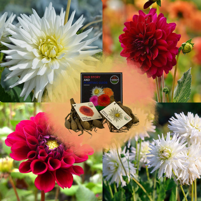 Flowerbulbs Amsterdam - Mix Romantic beauties, Dahlia Playa Blanca & Dahlia Heatwave, 2 stuks