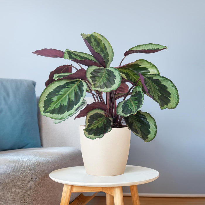 Calathea Medaillon met Viber wit - ↕65cm - Ø21cm