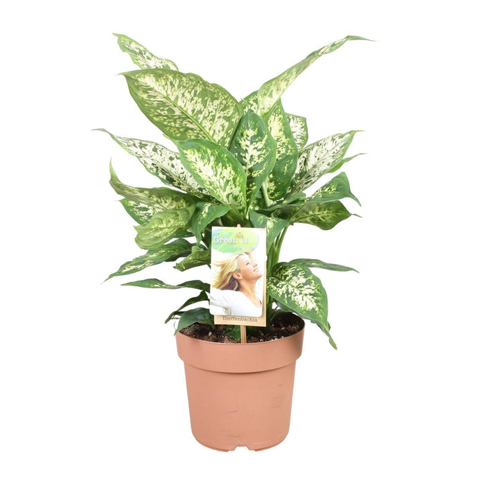 dieffenbachia-compacta-o17cm-↕45cm