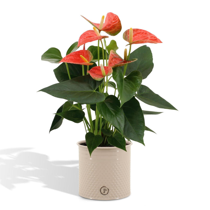 anthurium-andreanum-prince-of-orange-incl-pure-zink-45cm-o12